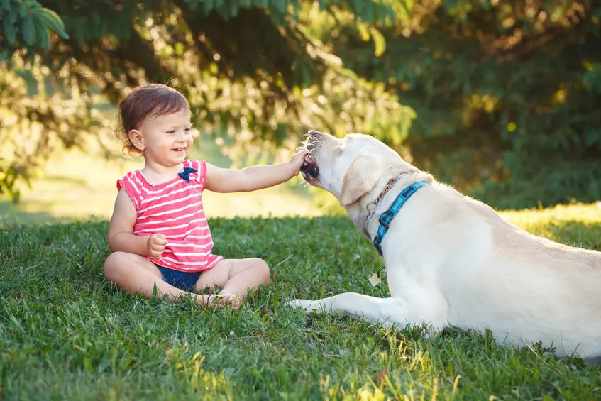 🥇 Why Labrador Retriever Are the Best Family Dogs