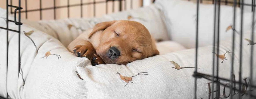 🛏️ Best Sleeping Setup for a Labrador Puppy