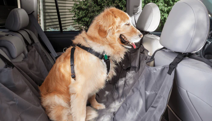 🚗 How to Travel Safely With a Labrador Puppy