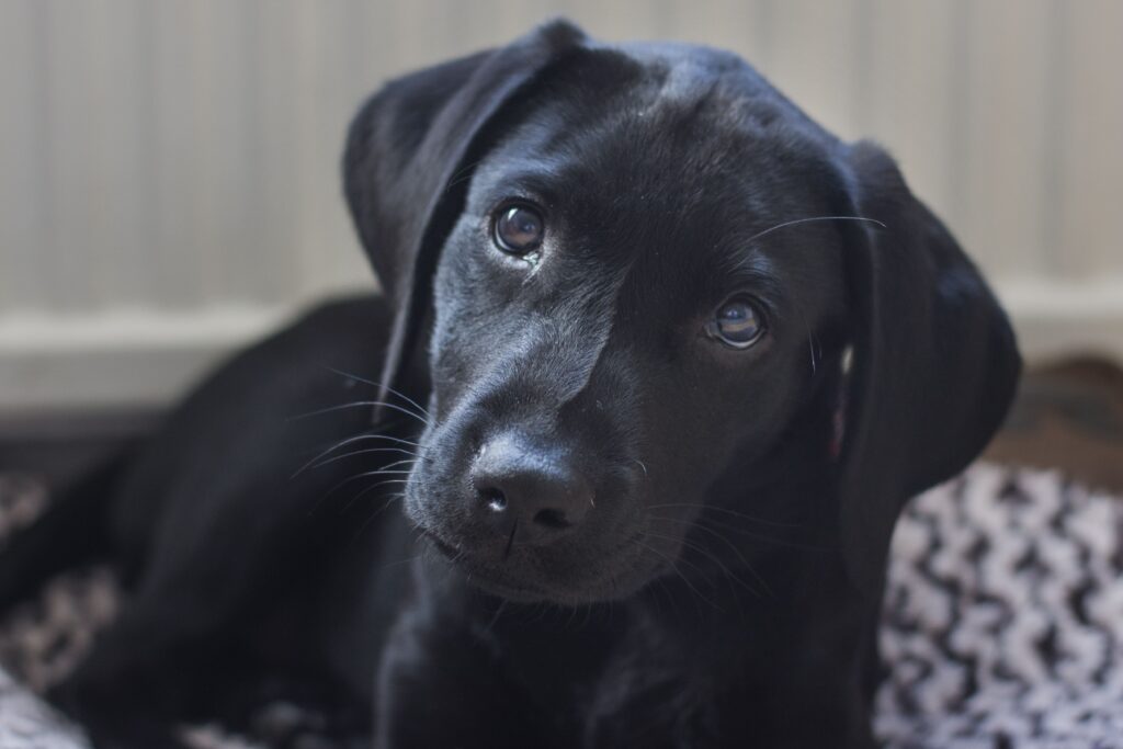 adopt labrador puppy
