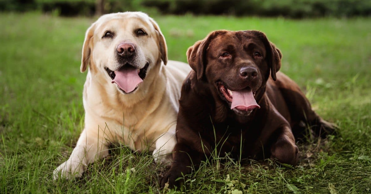 🧬 Male vs Female Labrador Personality Differences