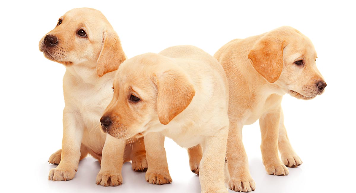 🏠 How to Choose a Responsible Labrador Breeder (Avoid Scams)