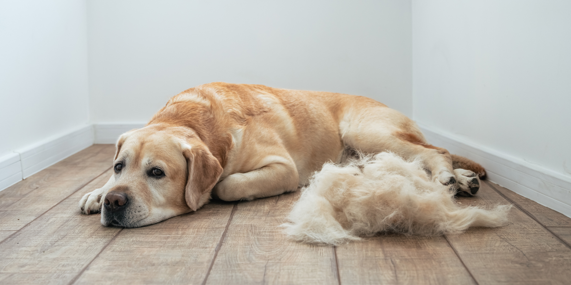 🐕 Do Labrador Puppies Shed a Lot? (What to Expect)