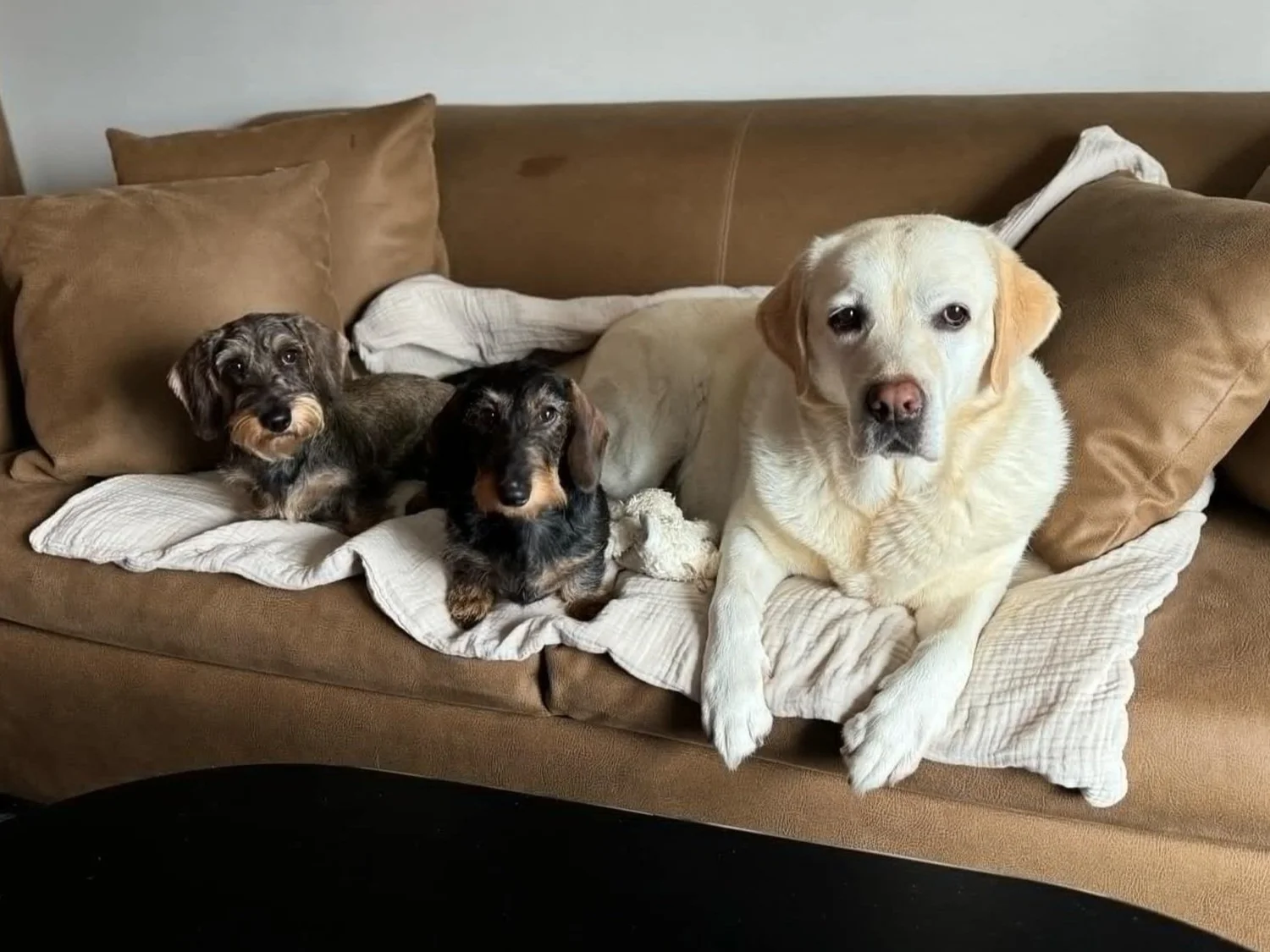 🏡 Are Labrador Puppies Good for Apartment Living?