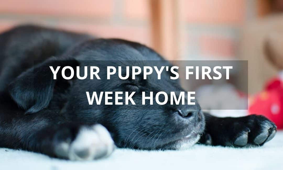 🐾 First Week With Your Labrador Retriever Puppy (Step-by-Step Guide)