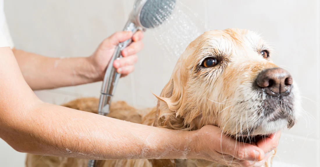 🚿 Can You Bathe a Labrador Puppy Too Often?