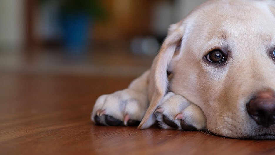 🐕 How to Stop a Labrador Puppy from Smelling Bad (2026 Guide)