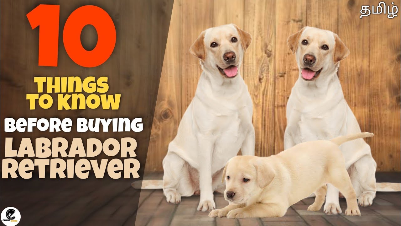 🧠 10 Things You Must Know Before Buying a Labrador Retriever