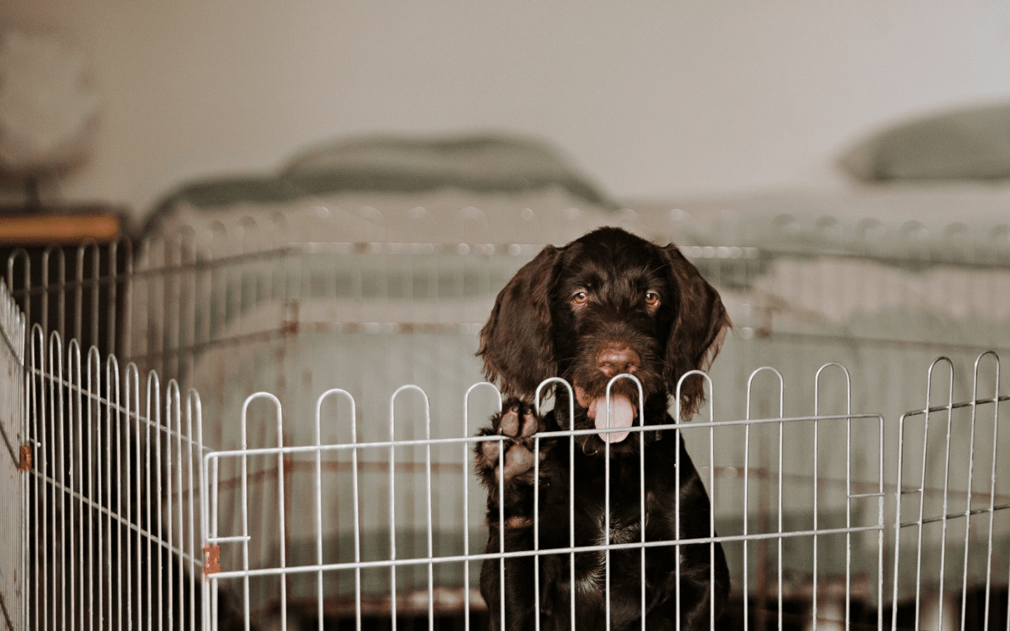 🏡 How to Puppy-Proof Your House Properly