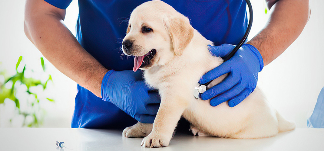 🩺 Labrador Puppy Vaccination Schedule (Complete Guide)
