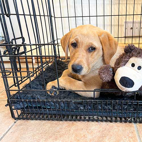 📦 What to Pack When Buying a Labrador Puppy
