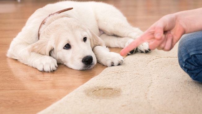 Golden retriever puppy looking guilty from his punishment
