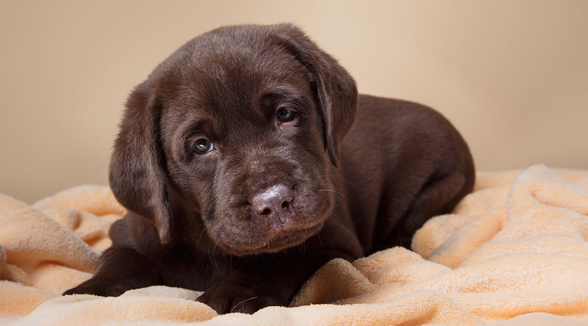🐶 Why Labrador Puppies Cry at Night (And How to Stop It)