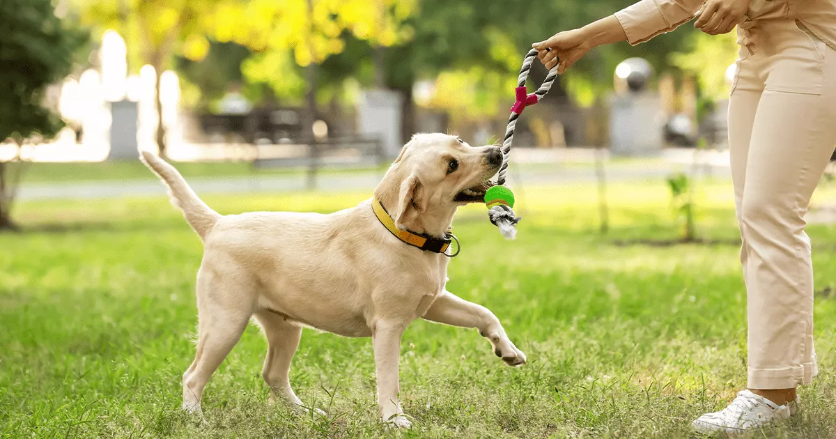 🏃 How Much Exercise Does a Labrador Puppy Need?
