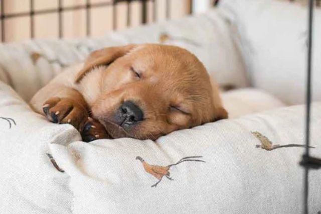 🐕 AKC Labrador Puppies — What Does AKC Registered Mean?