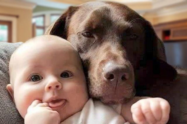 🐕 How to Ensure Your Labrador Puppy Grows into a Well-Behaved Companion?