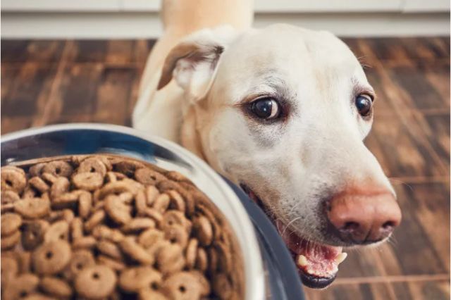 🐕 Labrador Retriever Puppy Care Guide