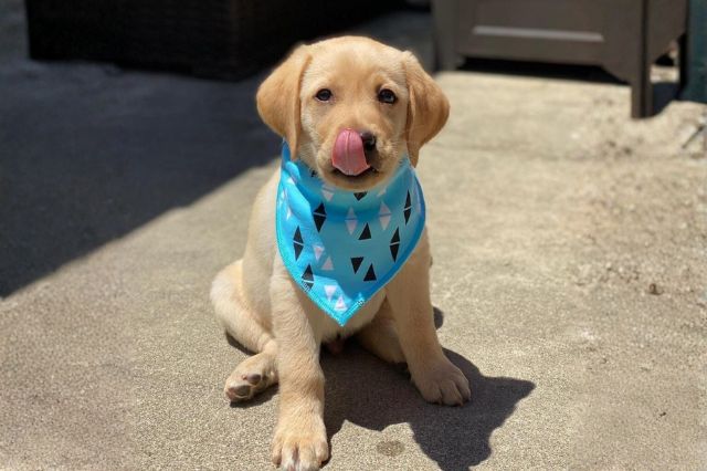 🐕 How to Find a Reputable Labrador Breeder?